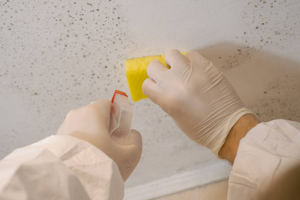 Best Real Estate Mold Inspection  in Rohnert Park, CA