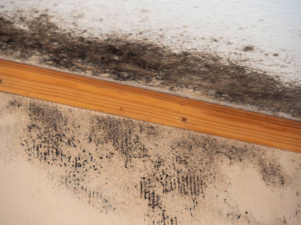 Best Mold Documentation for Insurance Claims  in Rohnert Park, CA