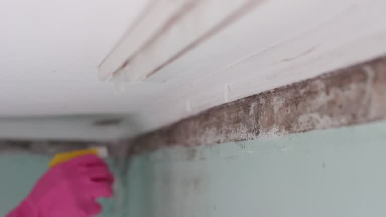 Best Environmental Consulting for Mold Prevention  in Rohnert Park, CA